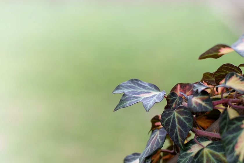 Bluszcz - numer jeden wśród pnączy: elegancki, wygimnastykowany i cały rok zielony. Jak hodować bluszcz?