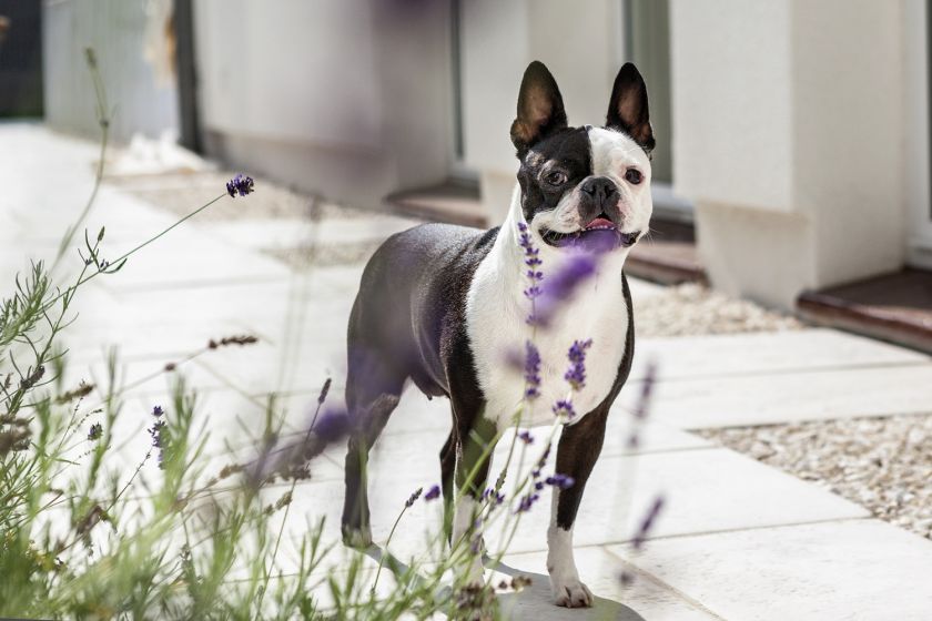 Palazzo z jabłonką – klasyczne wnętrza domu w Szczecinie