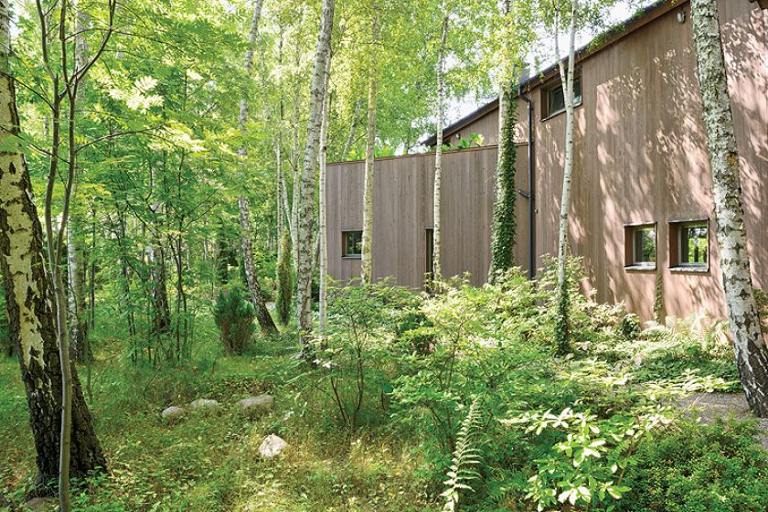 Brzozowy zagajnik za domem.