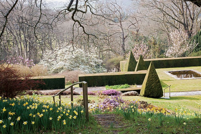 Cisowy żywopłot wyznacza granicę między dwoma poziomami ogrodu. Wokół kwitną wrzosy i żonkile.