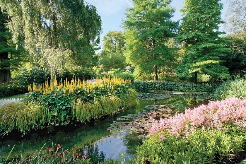 Delikatne tło, jak różowa mgła, tworzy tawułka.