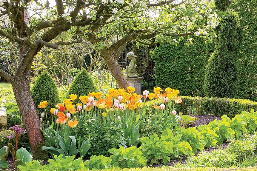 Dywany tulipanów. Tulipany wśród bukszpanów