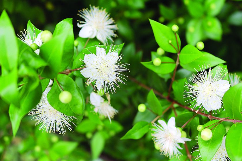 Eden, raj - co rosło w biblijnym ogrodzie?