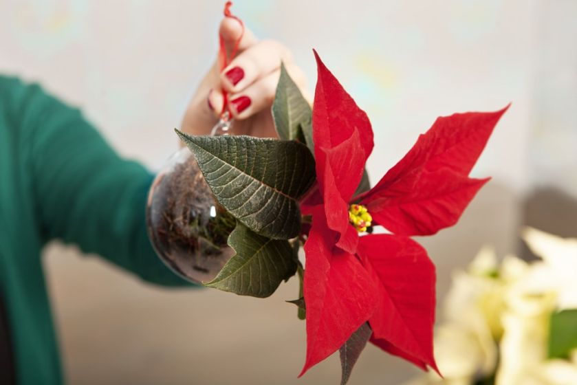 Dekoracje świąteczne DIY – gwiazda betlejemska i ozdoby w wazonach