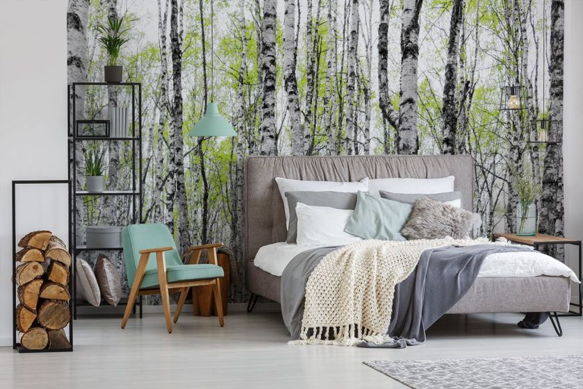 Fototapeta z brzozami, czyli nowe właściwości znanego drzewa