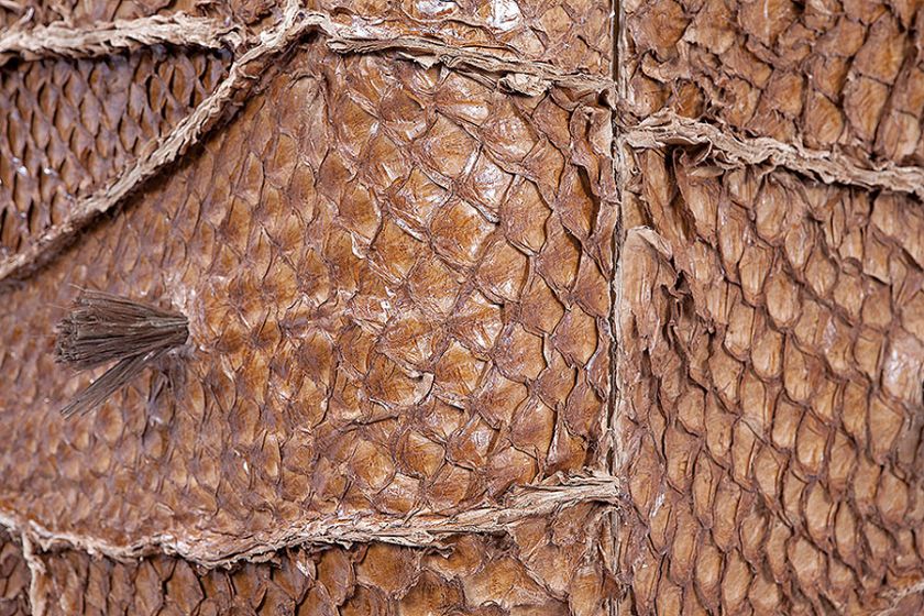 Fragment komody Piraruku. Królestwo skóry