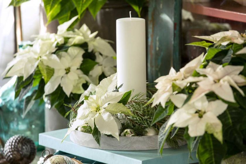 Niektóre odmiany poinsecji można hodować cały rok w domu.