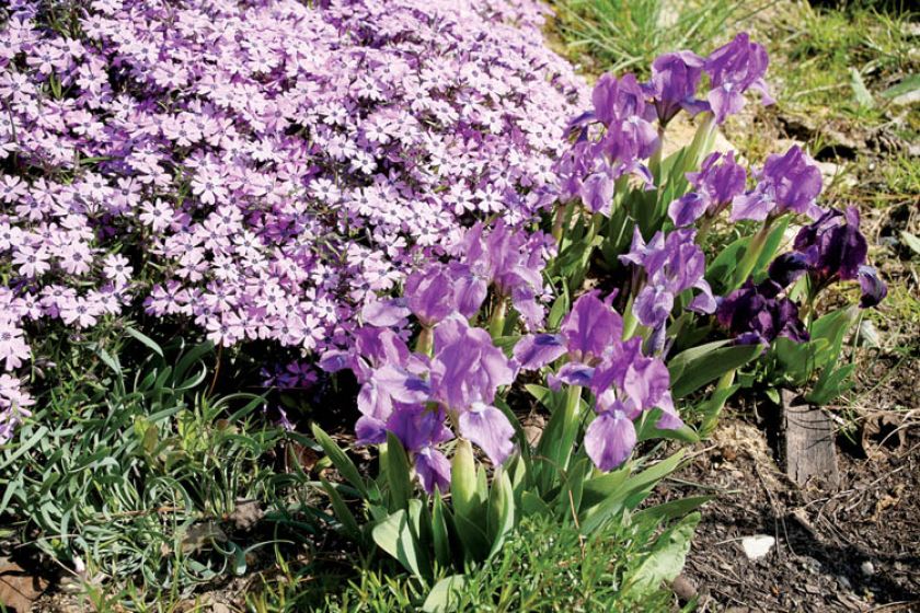 Irysy można posadzić niemal wszędzie. Kwiaty utrzymują się bardzo długo.