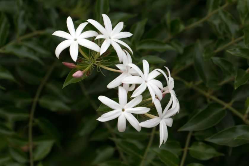 Jaśmin kwiecisty, inaczej wielokwiatowy (Jasminum polyanthum), to pnącze z rodziny oliwkowatych, czyli prawdziwych