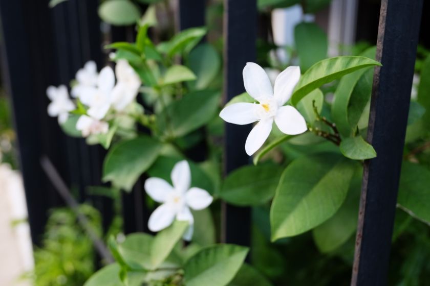 Wiosną i latem można zaryzykować i postawić donice z jaśminem na tarasie lub balkonie.