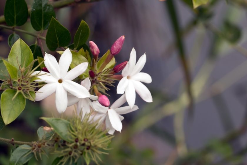Jaśmin jest rośliną egzotyczną. Nie toleruje naszej zimy, więc lepiej hodować go w domu.