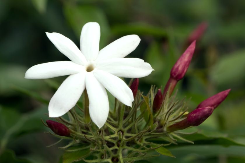 Kwiaty jaśminu bardzo intensywnie pachną.