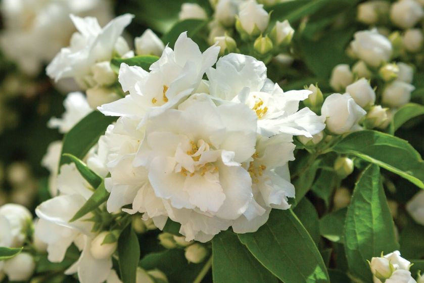 jaśminowiec w ogrodzie