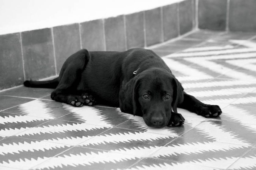 Jeszcze jeden mieszkaniec riadu. Biały dom w różowym mieście