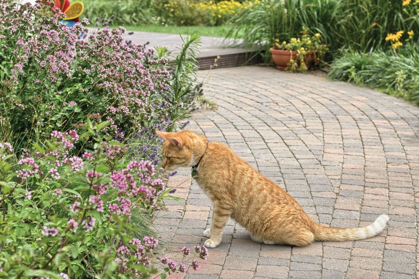 Ogród wtopiony w mazowiecki krajobraz