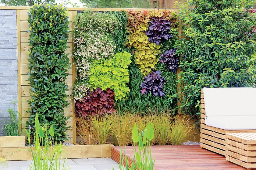 Kolorowa ściana z pięciu odmian żurawek różniących sie kolorem ( Lime Rickey , Creme Brulee , Marmalade ,