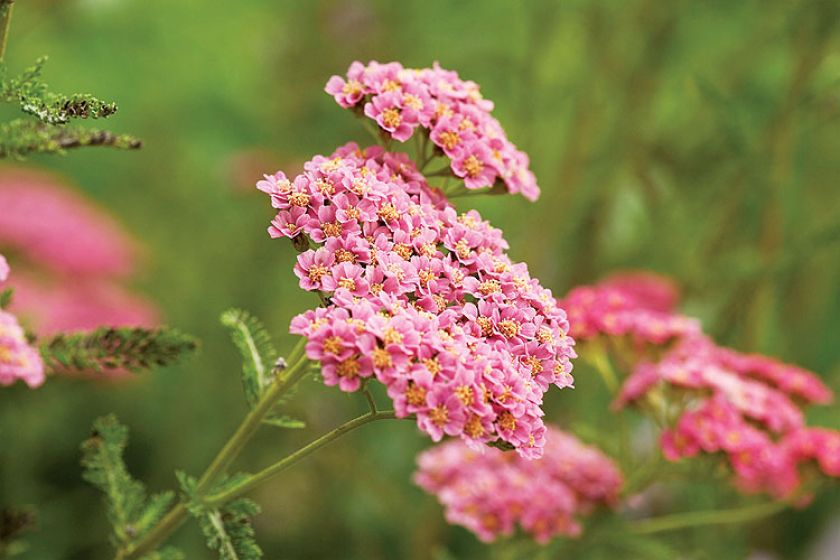Krwawnik ‘Sandstone. Krwawnik