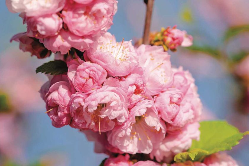 krzewy kwitnące migdałowiec