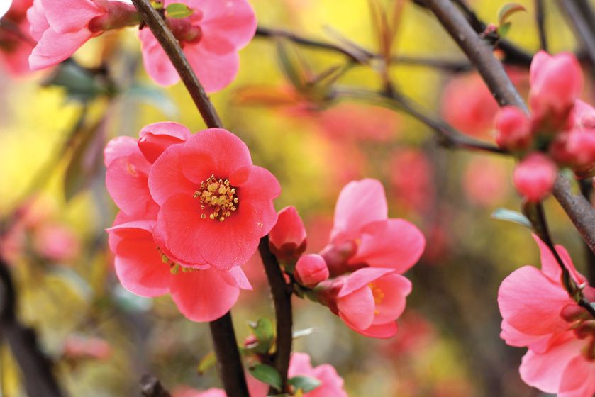 PIGWOWIEC (CHAENOMELES SPECIOSA). Kwitnące drzewa – które warto posadzić w ogrodzie?