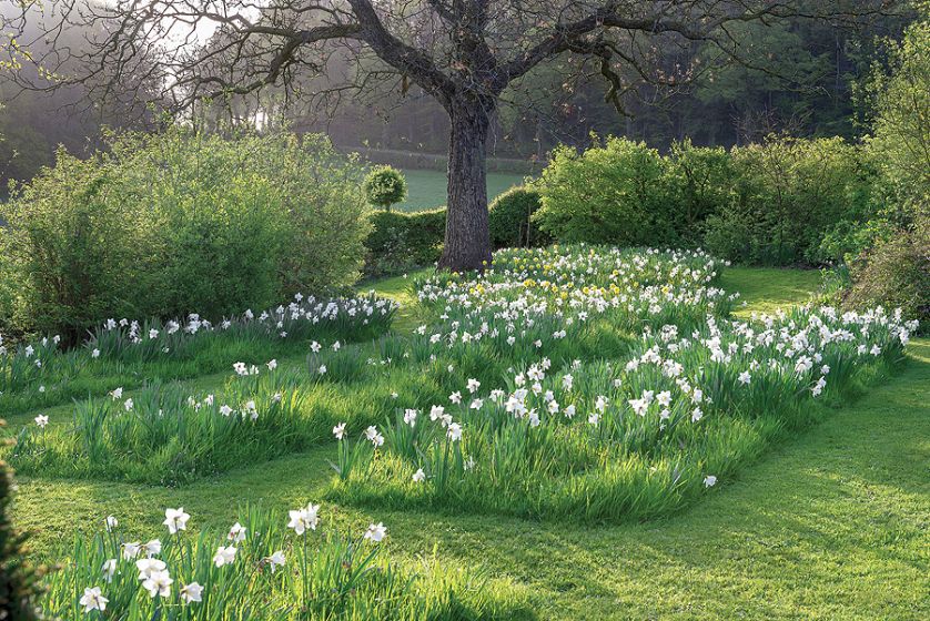 Łąka narcyzów w wiosennym ogrodzie.