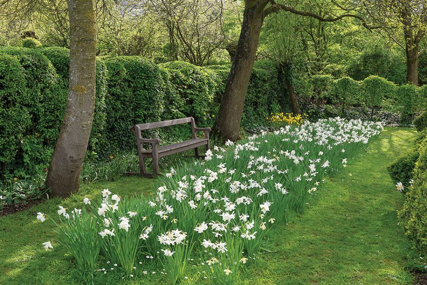 Ławeczka w ogrodzie zaprasza do odpoczynku wśród zieleni. Miło usiąść i popatrzeć na narcyzy.