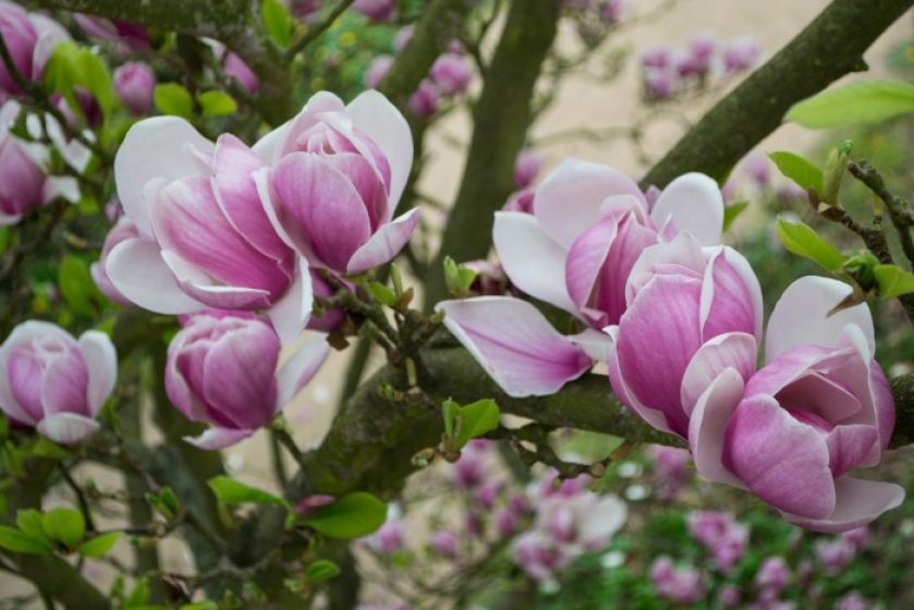 krzewy kwitnące magnolia
