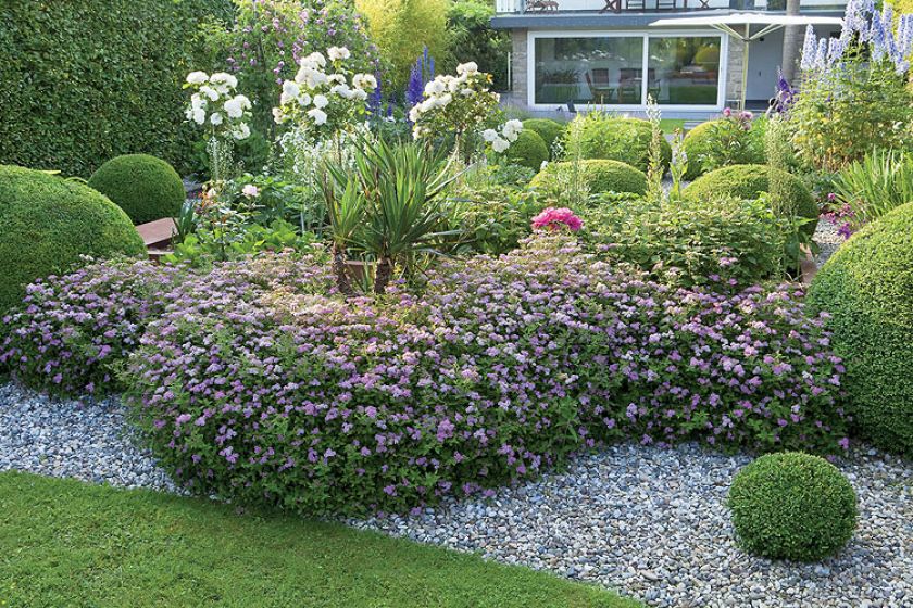 Murawa, ścieżki wysypane żwirem lub wyłożone otoczakami, przycięte w kule bukszpany, barwne kępy ostróżek.