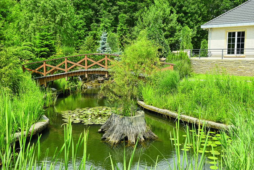 Na karpie rośnie wierzba babilońska. Mostek z egzotycznego drewna oplata glicynia.