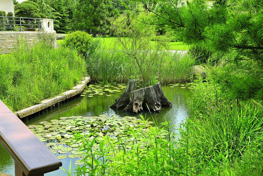 Na skarpie rośnie wierzba babilońska. Zieleń, kamień i woda