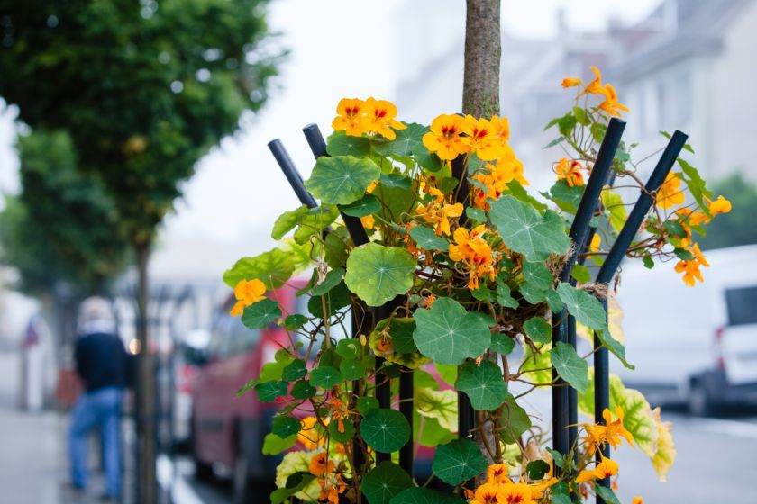 Nasturcja pnąca w przestrzeni miejskiej.