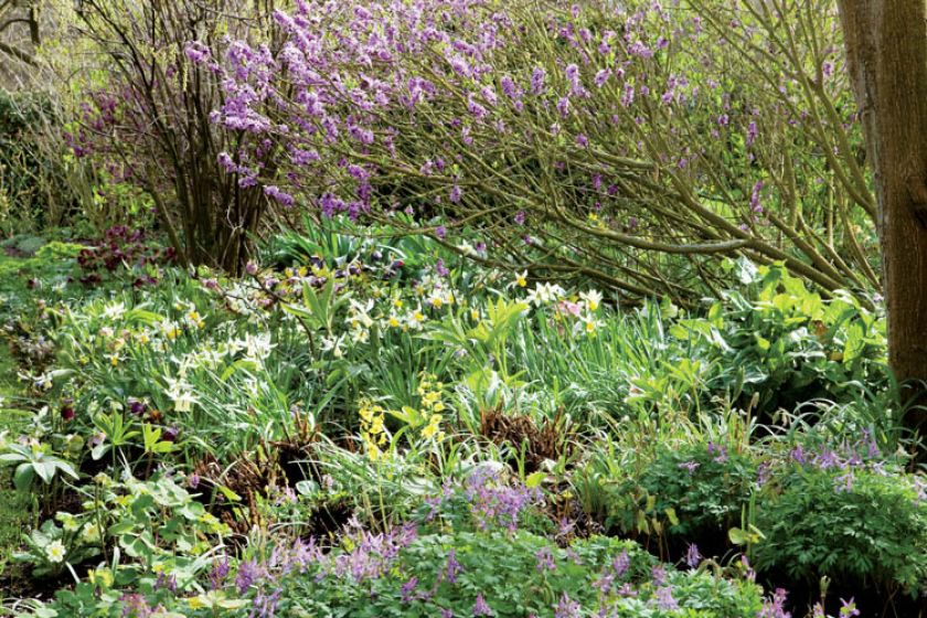 Obsypany fioletowym kwieciem krzew to rzadko spotyany w Polsce wawrzynek wilczełyko. Uwaga - jest trujący!