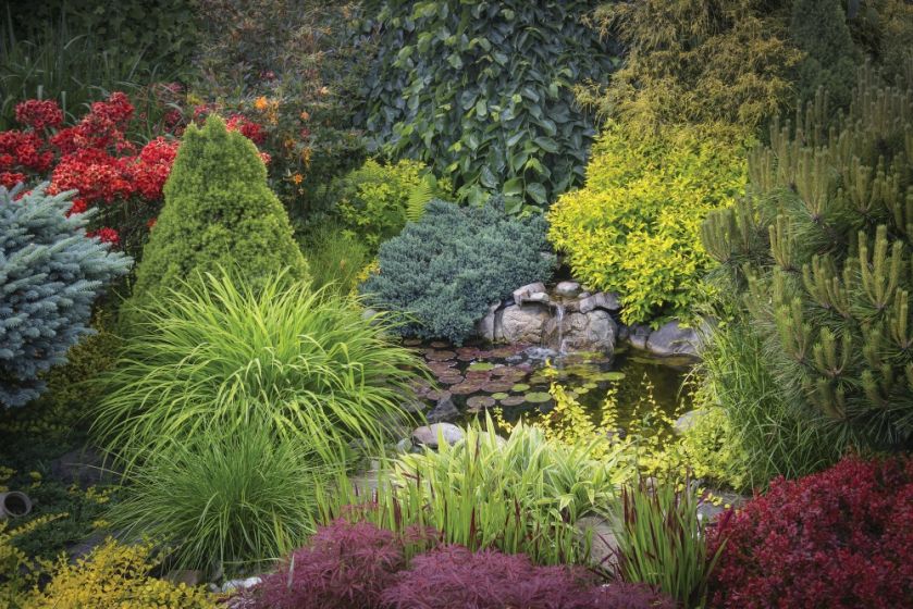 oczko wodne w ogrodzie zdjęcia