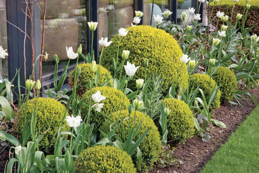 Ogród pośród pól pełnych tulipanów. Trochę tradycyjny i trochę nowoczesny, wyraźnie angielski i ciut holenderski.