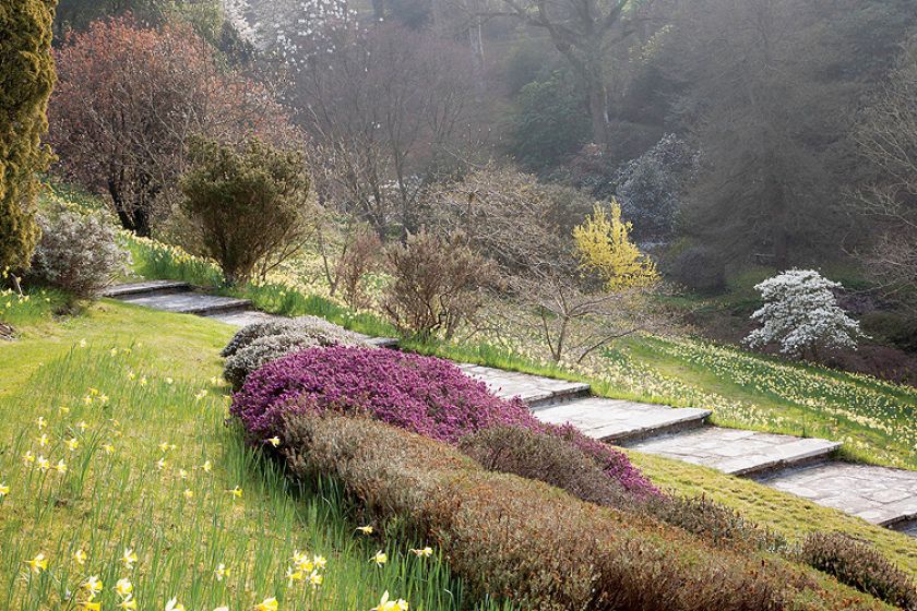 Ogród Sherwood oprócz magnolii i azalii słynie też z imponującej kolekcji wrzosów.