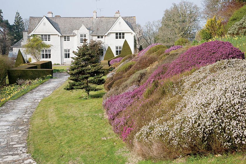 Ogród Sherwood oprócz magnolii i azalii słynie też z imponującej kolekcji wrzosów.