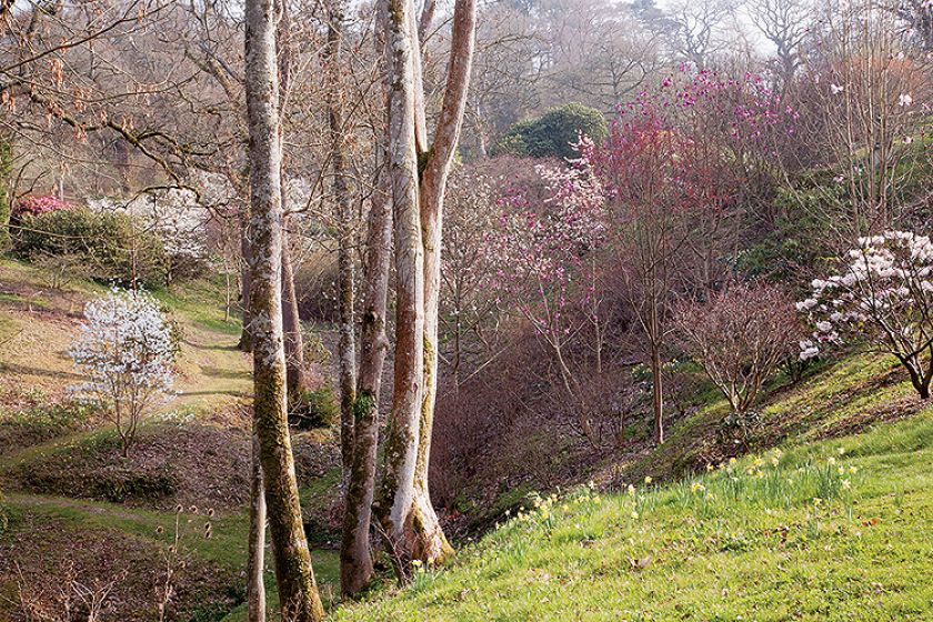 Ogród w Sherwood. Magnoliami wiosna się zaczyna