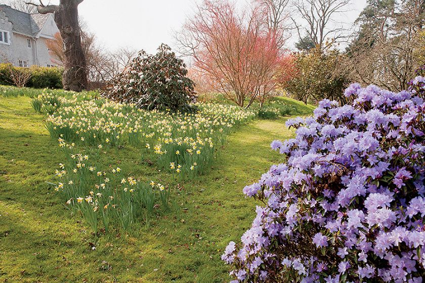 Ogród w Sherwood. Magnoliami wiosna się zaczyna
