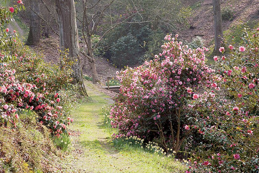 Ogród w Sherwood. Magnoliami wiosna się zaczyna