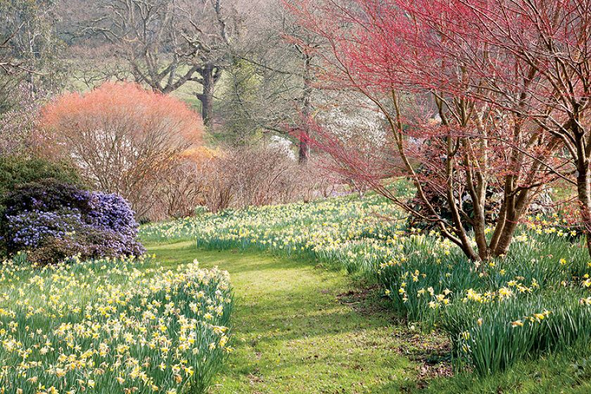Ogród w Sherwood. Magnoliami wiosna się zaczyna