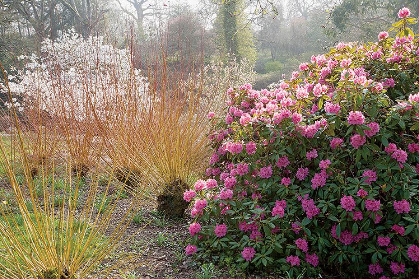 Ogród w Sherwood. Magnoliami wiosna się zaczyna