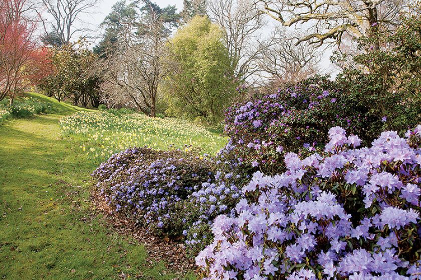 Ogród w Sherwood. Magnoliami wiosna się zaczyna