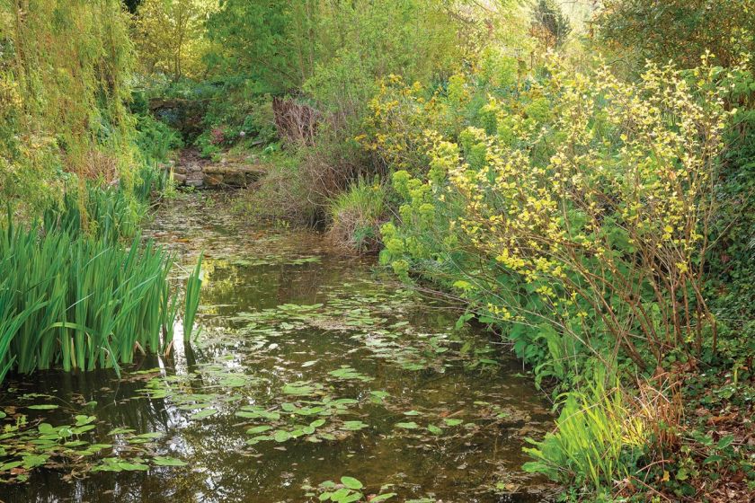 przedwiośnie w ogrodzie