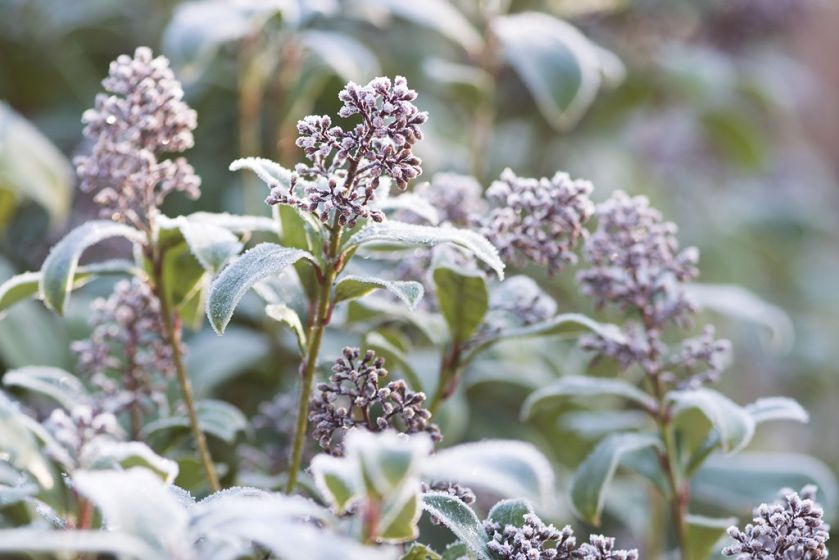 Zima w ogrodzie: Wisley pod Londynem