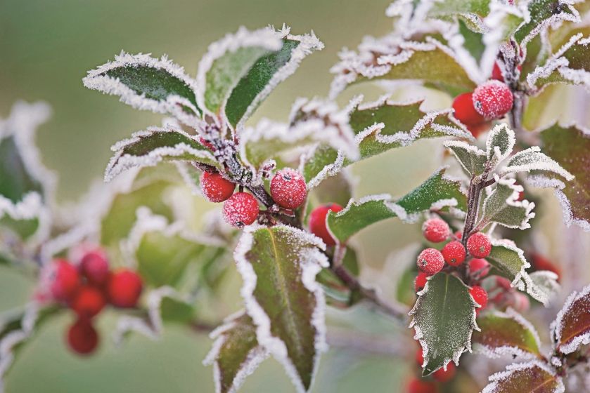 Ostrokrzew kolczasty i inne odmiany