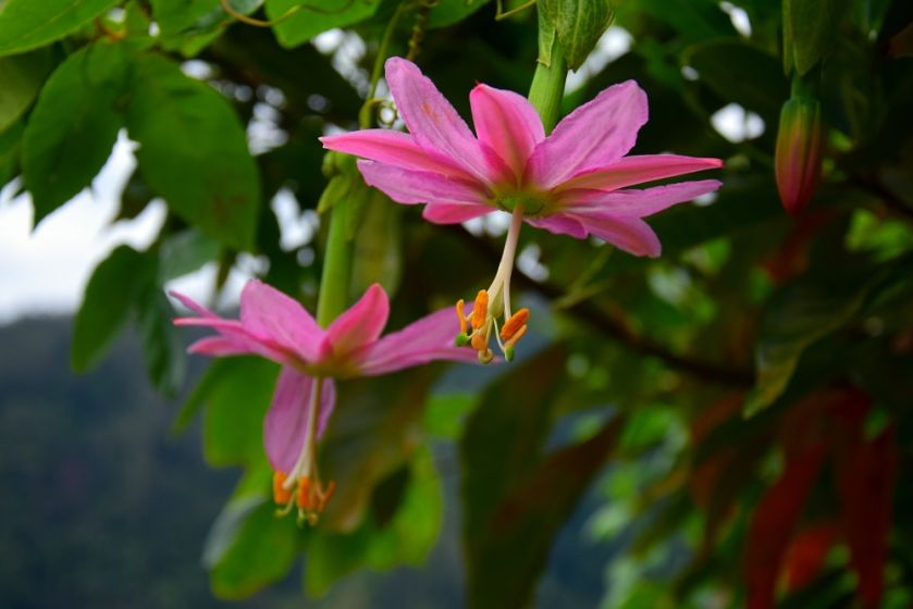 Passiflora kwiaty uprawa owoce