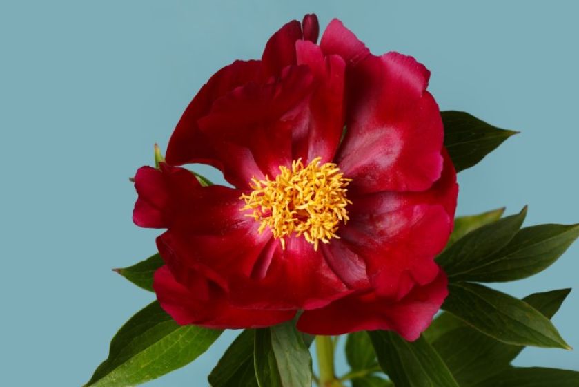 piwonia zwana też peonią