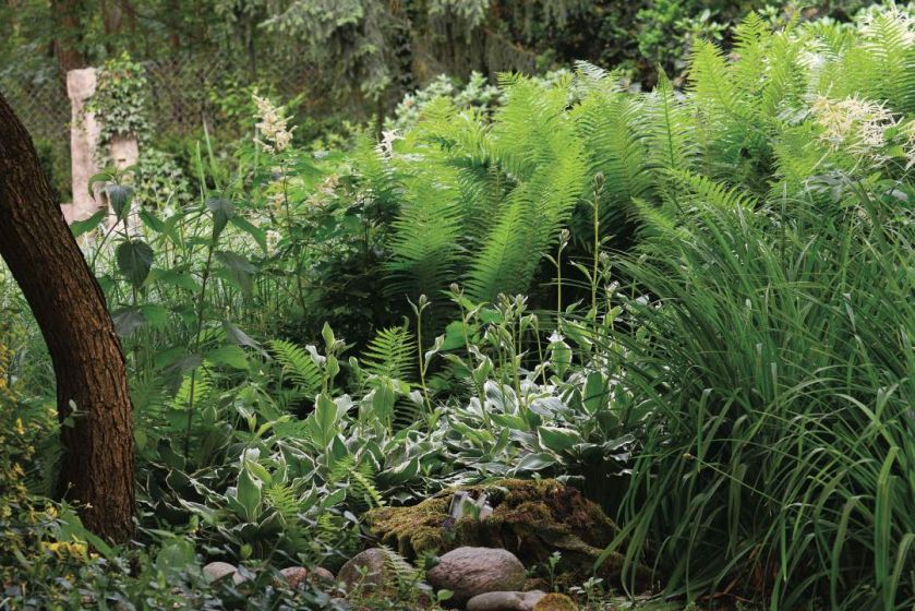 Ten ogród robi to, co chce: naturalnie zaaranżowany ogród blisko lasu