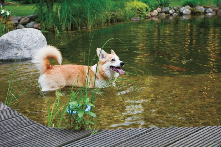 Ten ogród robi to, co chce: naturalnie zaaranżowany ogród blisko lasu