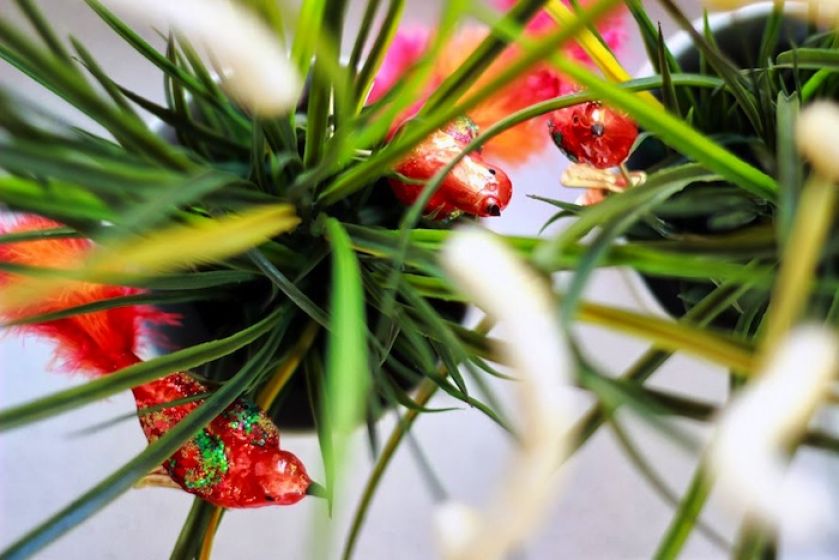 Pomysł nie jest zwyczajny, bo bombki kojarzą nam się raczej ze Świętami Bożego Narodzenia.