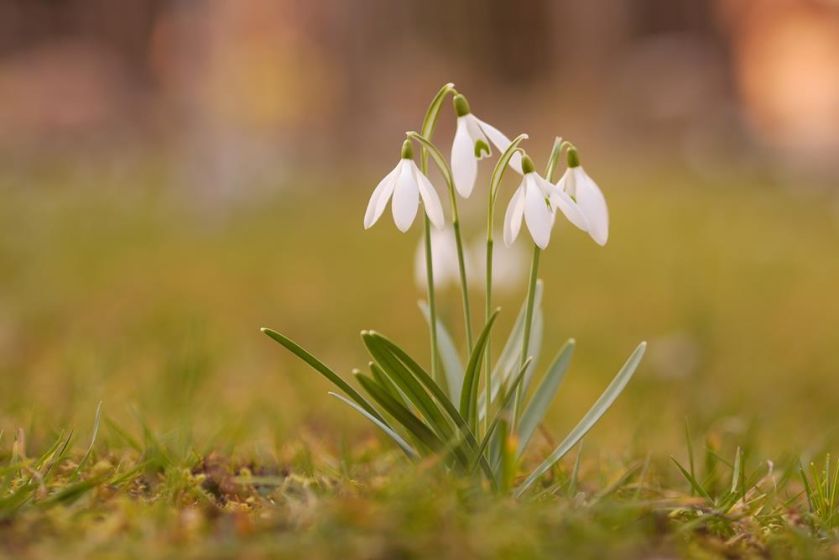 Galanthus nivalis śnieżyczka przebiśnieg